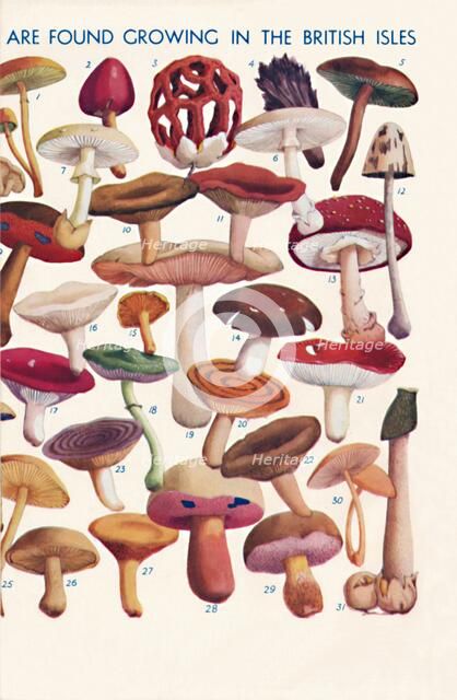 'The Principal Edible and Poisonous Fungi In The British Isles', 1935 . Artist: Unknown.