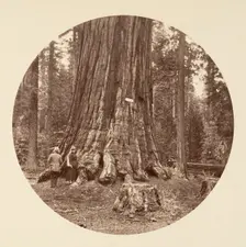 The Pride of the Forest - Calaveras Grove, ca. 1878. Creator: Carleton Emmons Watkins