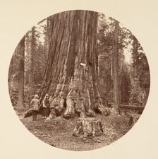 The Pride of the Forest - Calaveras Grove, ca. 1878. Creator: Carleton Emmons Watkins