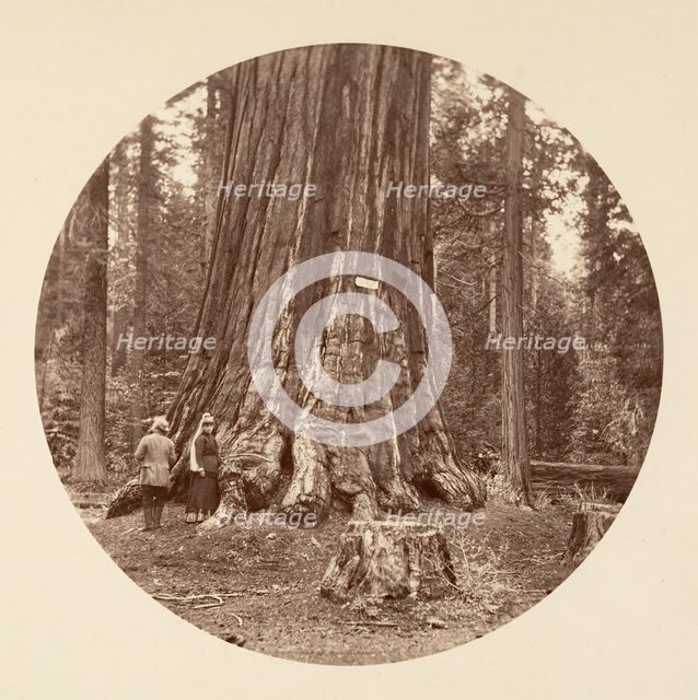 The Pride of the Forest - Calaveras Grove, ca. 1878. Creator: Carleton Emmons Watkins.