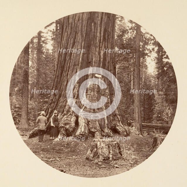 The Pride of the Forest - Calaveras Grove, ca. 1878. Creator: Carleton Emmons Watkins.