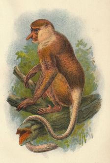 The Proboscis Monkey 1897. Artist: Henry Ogg Forbes