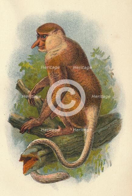'The Proboscis Monkey', 1897. Artist: Henry Ogg Forbes.