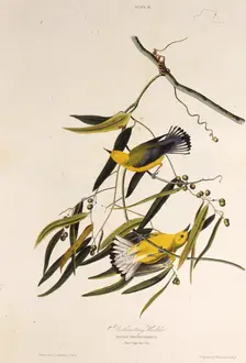 The prothonotary warbler. From "The Birds of America", 1827-1838. Creator: Audubon, John James (1785-1851)