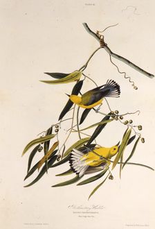 The prothonotary warbler. From "The Birds of America", 1827-1838. Creator: Audubon, John James (1785-1851)