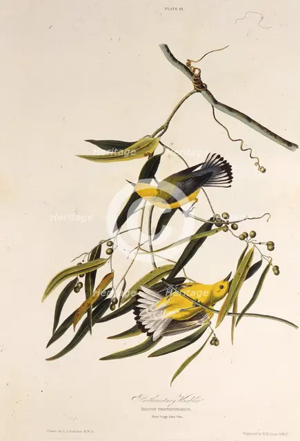 The prothonotary warbler. From "The Birds of America", 1827-1838. Creator: Audubon, John James (1785-1851).