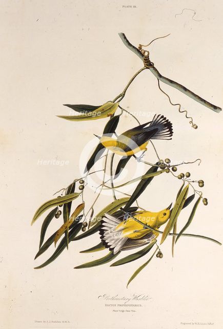 The prothonotary warbler. From "The Birds of America", 1827-1838. Creator: Audubon, John James (1785-1851).