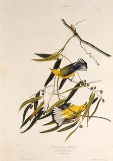 The prothonotary warbler. From "The Birds of America", 1827-1838. Creator: Audubon, John James (1785-1851)