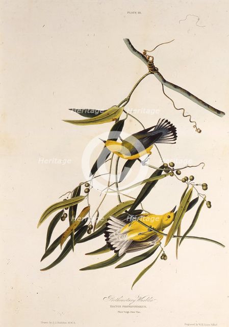 The prothonotary warbler. From "The Birds of America", 1827-1838. Creator: Audubon, John James (1785-1851).
