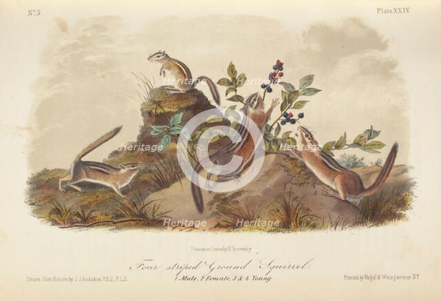 The Quadrupeds of North America (volume 1), 1849-1854. Creator: John James Audubon.