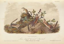 The Quadrupeds of North America (volume 1), 1849-1854. Creator: John James Audubon