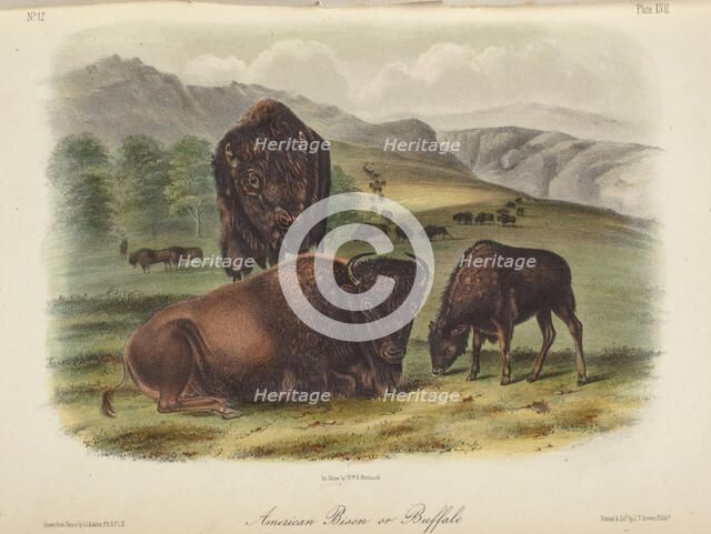 The Quadrupeds of North America (volume 2), 1849-1854. Creator: John James Audubon.