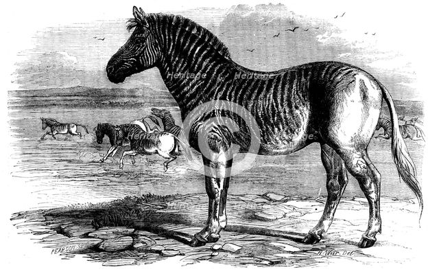 The Quagga in the Zoological Society's Gardens, Regent's Park, 1858. Creator: Pearson.