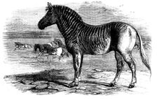 The Quagga in the Zoological Society's Gardens, Regent's Park, 1858. Creator: Pearson