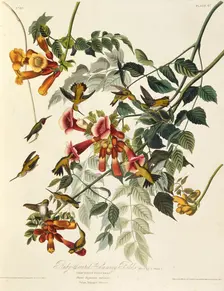 The ruby-throated hummingbird. From "The Birds of America", 1827-1838. Creator: Audubon, John James (1785-1851)