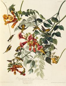 The ruby-throated hummingbird. From "The Birds of America", 1827-1838. Creator: Audubon, John James (1785-1851)