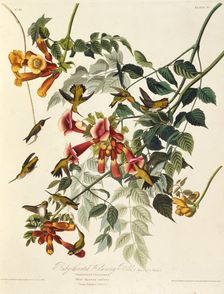 The ruby-throated hummingbird. From "The Birds of America", 1827-1838. Creator: Audubon, John James (1785-1851)