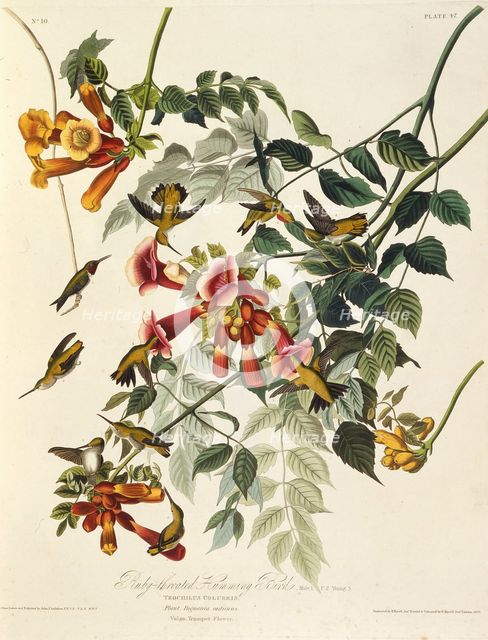 The ruby-throated hummingbird. From "The Birds of America", 1827-1838. Creator: Audubon, John James (1785-1851).