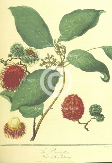 The Rambootan, a Fruit of the Poolasang, 1806.  Creator: Thomas Medland.