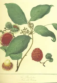 The Rambootan, a Fruit of the Poolasang, 1806. Creator: Thomas Medland