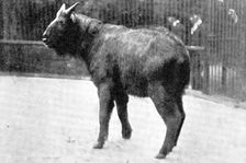 The rarest ruminant: the Takin, now at the "Zoo", 1909. Creator: Walter Sidney Berridge