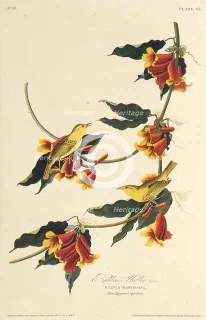 The Rathbone Warbler. From "The Birds of America", 1827-1838. Creator: Audubon, John James (1785-1851).
