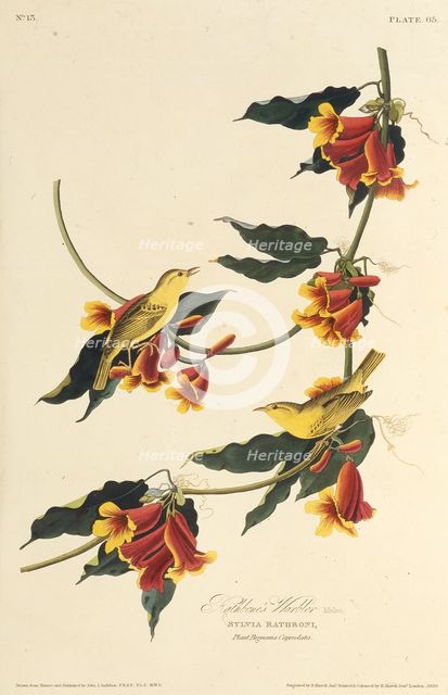 The Rathbone Warbler. From "The Birds of America", 1827-1838. Creator: Audubon, John James (1785-1851).