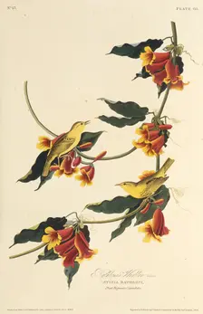 The Rathbone Warbler. From "The Birds of America", 1827-1838. Creator: Audubon, John James (1785-1851)