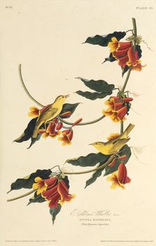 The Rathbone Warbler. From "The Birds of America", 1827-1838. Creator: Audubon, John James (1785-1851)