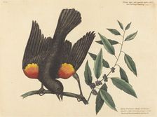 The Red Winged Starling (Oriolus phoeniceus), published 1754. Creator: Mark Catesby
