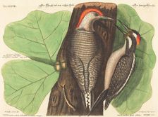 The Red Bellied Woodpecker (Picus Carolinus), probably 1743/1762. Creator: Johann Michael Seligmann