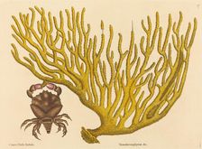 The Red Clawed Crab (Cancer erythropus), published 1731-1743. Creator: Mark Catesby