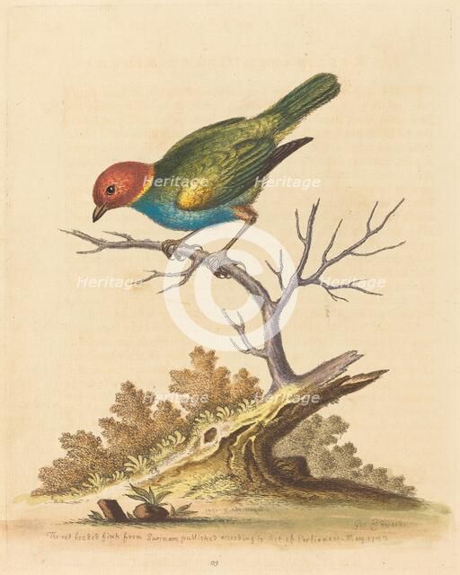 The Red-Headed Finch from Surinam, 1741. Creator: George Edwards.