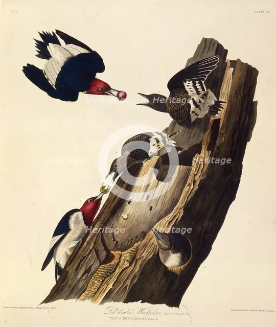 The red-headed woodpecker. From "The Birds of America", 1827-1838. Creator: Audubon, John James (1785-1851).