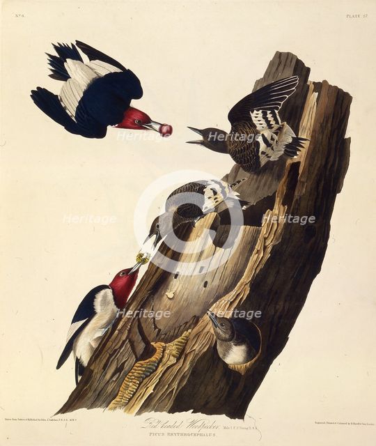The red-headed woodpecker. From "The Birds of America", 1827-1838. Creator: Audubon, John James (1785-1851).