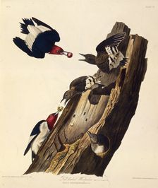 The red-headed woodpecker. From "The Birds of America", 1827-1838. Creator: Audubon, John James (1785-1851)