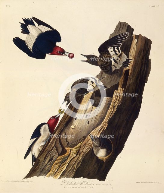 The red-headed woodpecker. From "The Birds of America", 1827-1838. Creator: Audubon, John James (1785-1851).