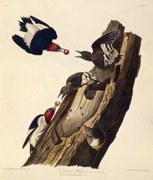 The red-headed woodpecker. From "The Birds of America", 1827-1838. Creator: Audubon, John James (1785-1851)