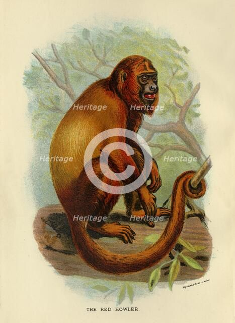 'The Red Howler', 1896. Artist: Henry Ogg Forbes.