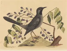 The Red Legged Thrush (Turdus plumbeus), published 1731-1743. Creator: Mark Catesby