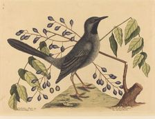 The Red Legged Thrush (Turdus plumbeus), published 1731-1743. Creator: Mark Catesby