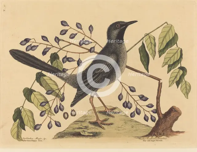The Red Legged Thrush (Turdus plumbeus), published 1731-1743. Creator: Mark Catesby.