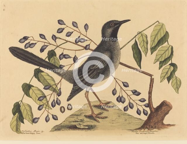 The Red Legged Thrush (Turdus plumbeus), published 1731-1743. Creator: Mark Catesby.