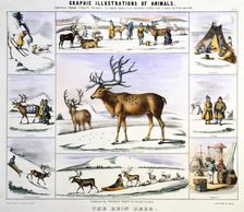 The Rein Deer c1850. Artist: Benjamin Waterhouse Hawkins