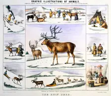 The Rein Deer c1850. Creator: Benjamin Waterhouse Hawkins