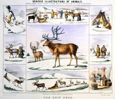 The Rein Deer c1850. Creator: Benjamin Waterhouse Hawkins
