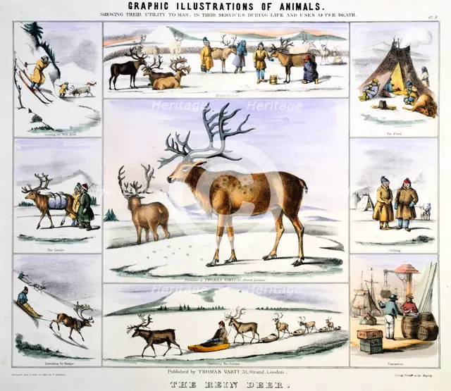 'The Rein Deer', c1850. Creator: Benjamin Waterhouse Hawkins.