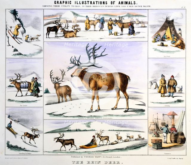 'The Rein Deer', c1850. Creator: Benjamin Waterhouse Hawkins.