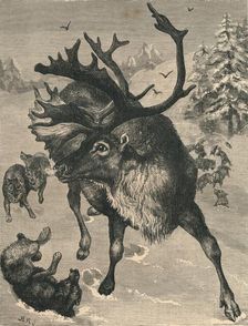 The Reindeer c19th century
