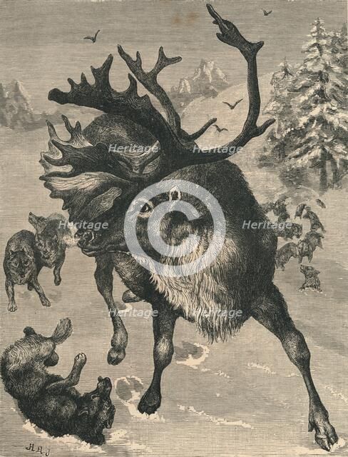 'The Reindeer', c19th century. Artist: Unknown.